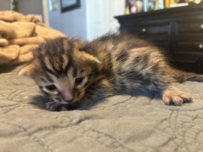 Bruno - Bengal - Gallery Photo #1
