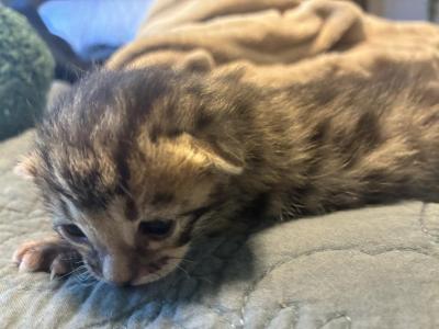 Teddy - Bengal - Gallery Photo #1
