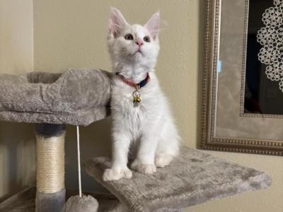 Casper - Maine Coon - Gallery Photo #1