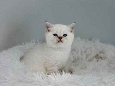 Color Point British Shorthair Boy - British Shorthair - Gallery Photo #1