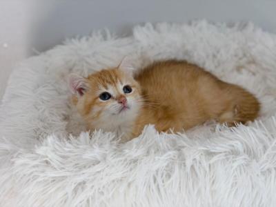 Golden British Shorthair Boy - British Shorthair - Gallery Photo #1