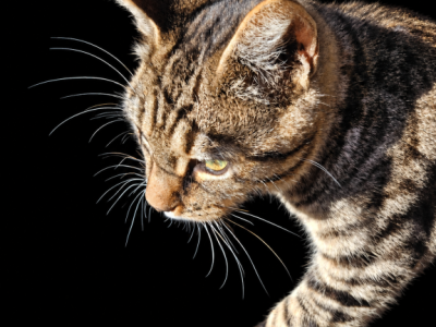 Spotted Bobtail - Bengal - Gallery Photo #1