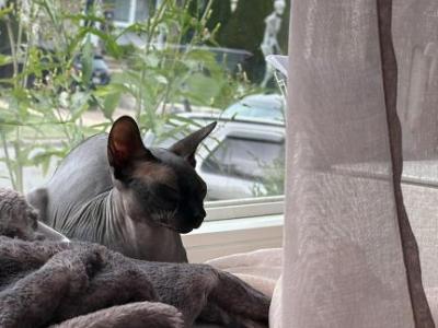 Mira - Sphynx - Gallery Photo #1
