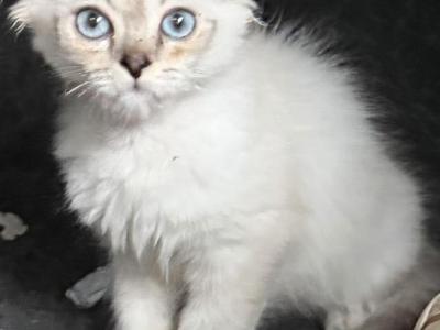 Sky The Pretty Girl - Scottish Fold - Gallery Photo #1