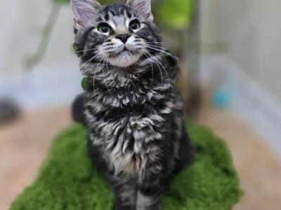 Purebred MaineCoon Female And Male - Maine Coon - Gallery Photo #1