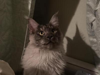 Black Silver - Maine Coon - Gallery Photo #1