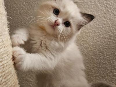 Cashmere - Ragdoll - Gallery Photo #1