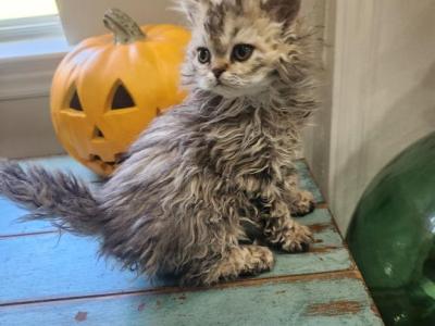 Mopsy - Selkirk Rex - Gallery Photo #1
