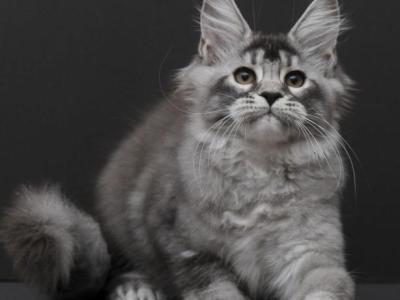 Kianа - Maine Coon - Gallery Photo #1