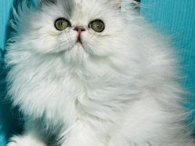 Baby Alfie - Persian - Gallery Photo #1