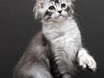 Kalila - Maine Coon - Gallery Photo #1
