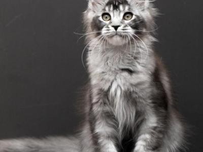 Kiara - Maine Coon - Gallery Photo #1