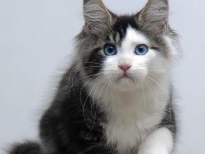 Vanessa - Maine Coon - Gallery Photo #1