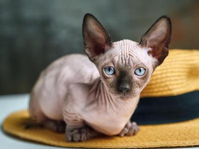 Lion - Sphynx - Gallery Photo #1