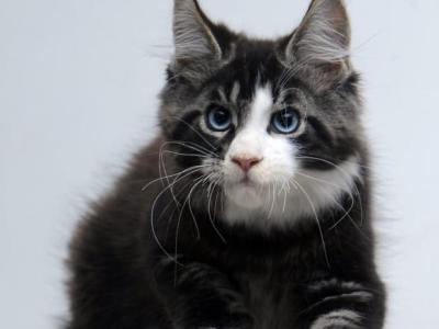 Van - Maine Coon - Gallery Photo #1