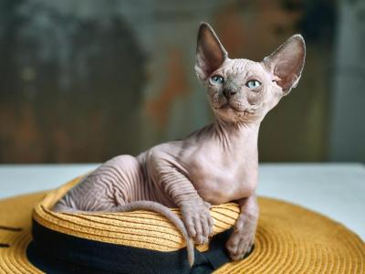 Nefertiti - Sphynx - Gallery Photo #1
