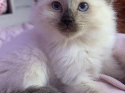 Seal Point - Ragdoll - Gallery Photo #1