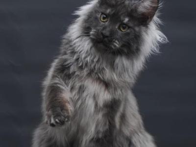 Bianka - Maine Coon - Gallery Photo #1