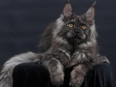 Esenia - Maine Coon - Gallery Photo #1