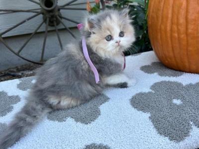 Wilma Dollface - Persian - Gallery Photo #1
