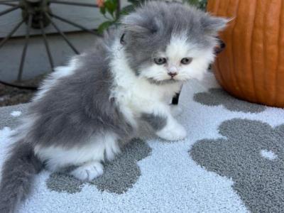 Nacho Dollface - Persian - Gallery Photo #1