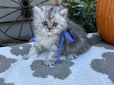 Taco Dollface - Persian - Gallery Photo #1