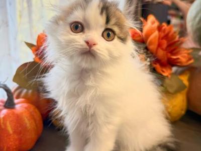 Markees - Scottish Fold - Gallery Photo #1