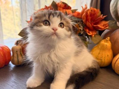 Yuki - Scottish Fold - Gallery Photo #1