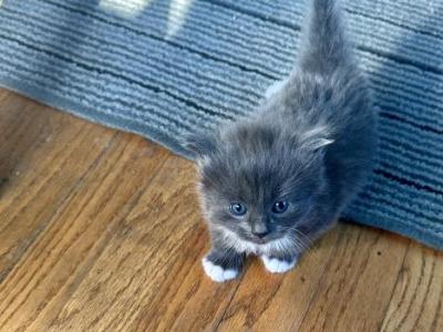 Sky - American Longhair - Gallery Photo #1