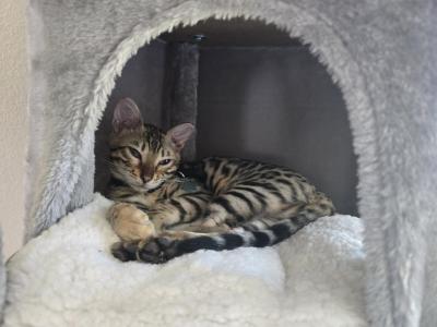 Millie - Bengal - Gallery Photo #1