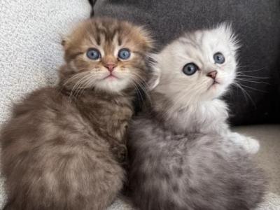 Scottish Fold - Scottish Fold - Gallery Photo #1