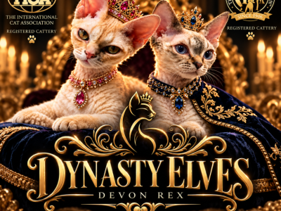 Dynasty Elves Devon Rex - Devon Rex - Gallery Photo #1