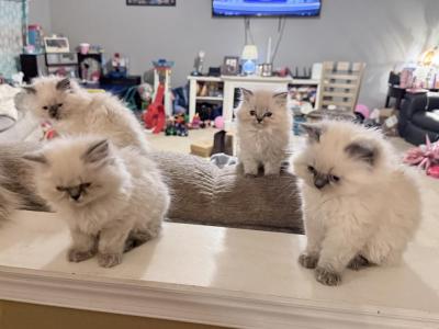 Himalayan Kittens - Himalayan - Gallery Photo #1
