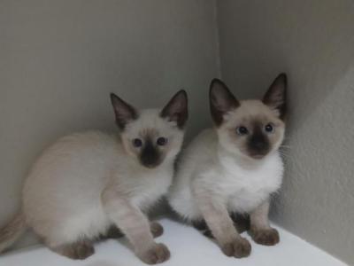 Apache - Siamese - Gallery Photo #1