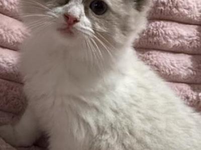 TICA Registered Female Ribbon - Ragdoll - Gallery Photo #1