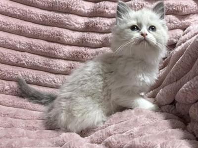 TICA Females - Ragdoll - Gallery Photo #1