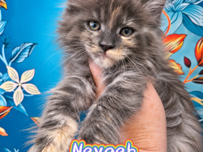 Nevaeh The Heavenly Litter - Maine Coon - Gallery Photo #1