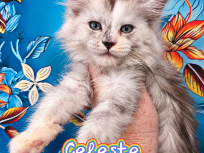 Celeste The Heavenly Litter - Maine Coon - Gallery Photo #1