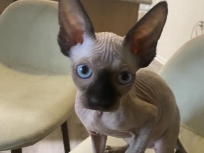 Kitty - Sphynx - Gallery Photo #1