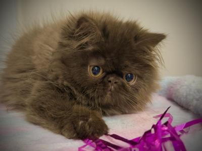 CFA Chocolate Female Available - Persian - Gallery Photo #1