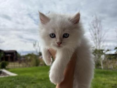 Siberian - Siberian - Gallery Photo #1