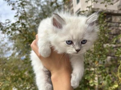 Boy - Siberian - Gallery Photo #1