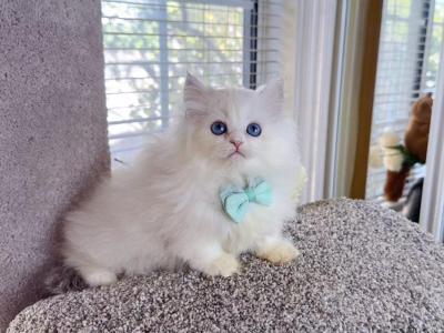 MK037 - Munchkin - Gallery Photo #1