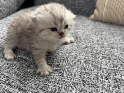 Scottish Fold Male Kitten - Scottish Fold - Gallery Photo #1