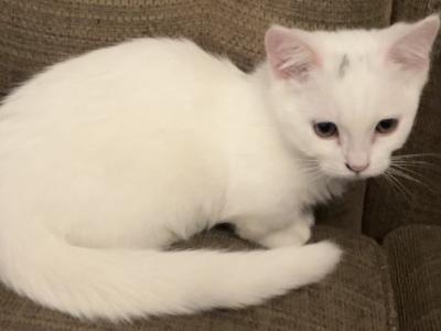 Snowball - Minuet - Gallery Photo #1