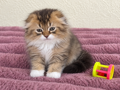 Fluffy Scottish Fold Boy - Scottish Fold - Gallery Photo #1