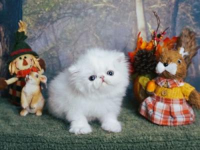White Persian Kitten - Persian - Gallery Photo #1