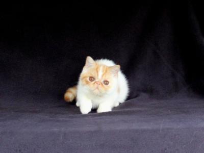 Ready To Go Home October Tenth - Exotic - Gallery Photo #1