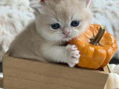 Mango - British Shorthair - Gallery Photo #1