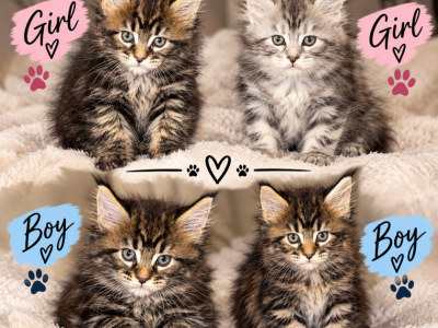 Taurus Litter - Maine Coon - Gallery Photo #1